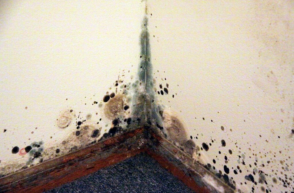 How to Spot Signs of Mold in the Home