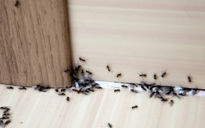 5 Ways to Rid Your Home of Ants