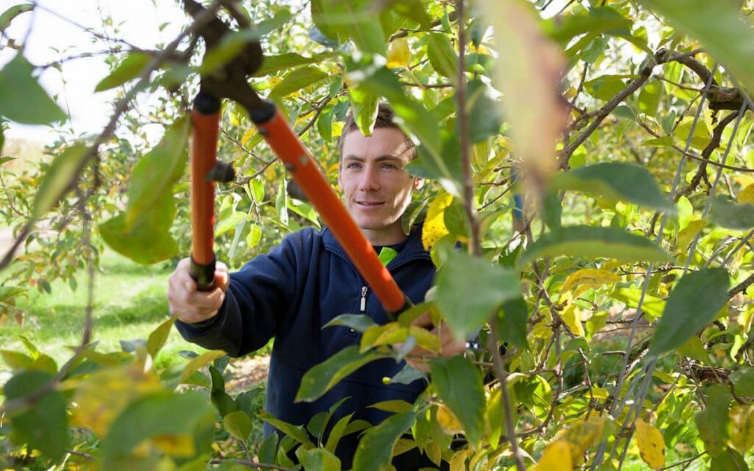 tree care and maintenance involves proper pruning