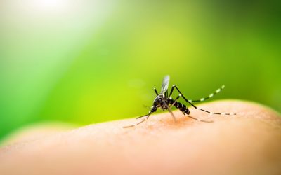 How to Repel Mosquitoes from Your Home