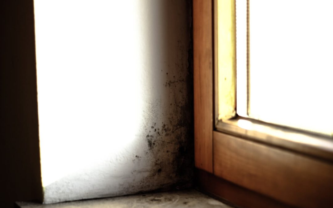 6 Ways to Prevent Mold Growth in a Home